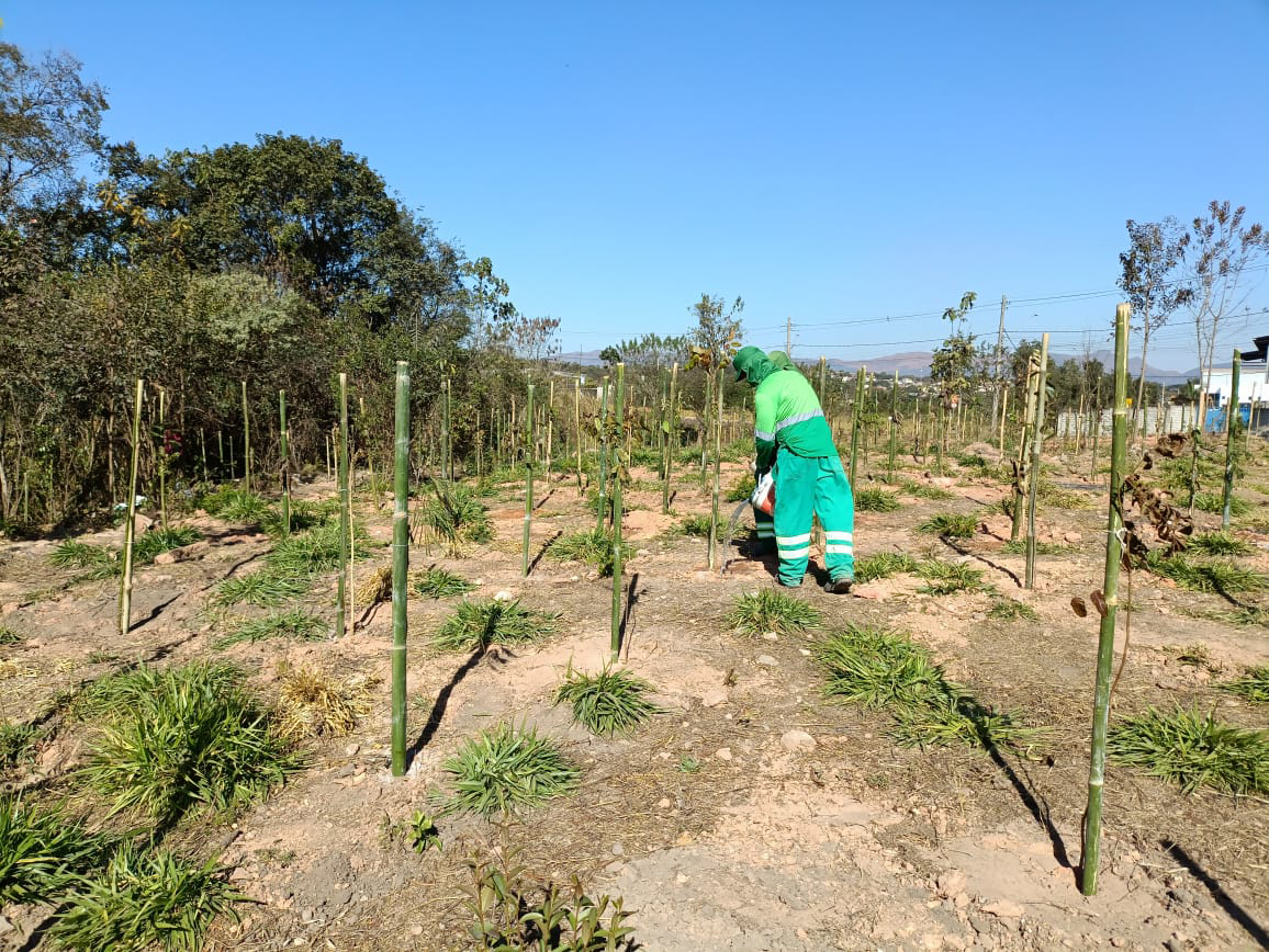 Trabalho de PRAD — Recuperação de Área Degradada MAPS Ambiental