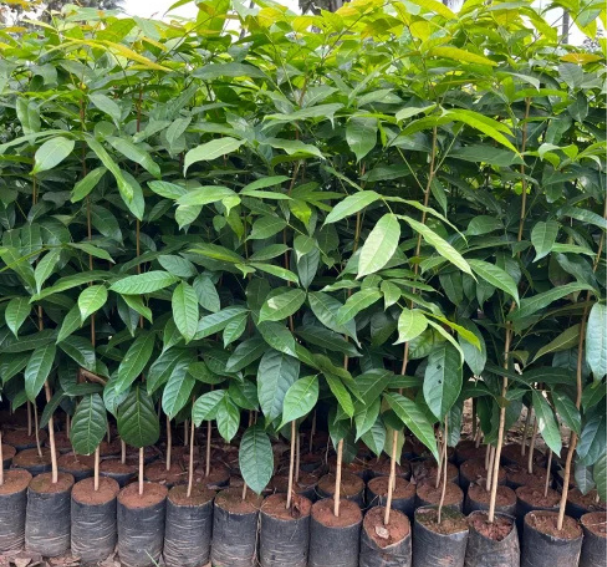 Plantio de Mudas Nativas em MG — MAPS Ambiental